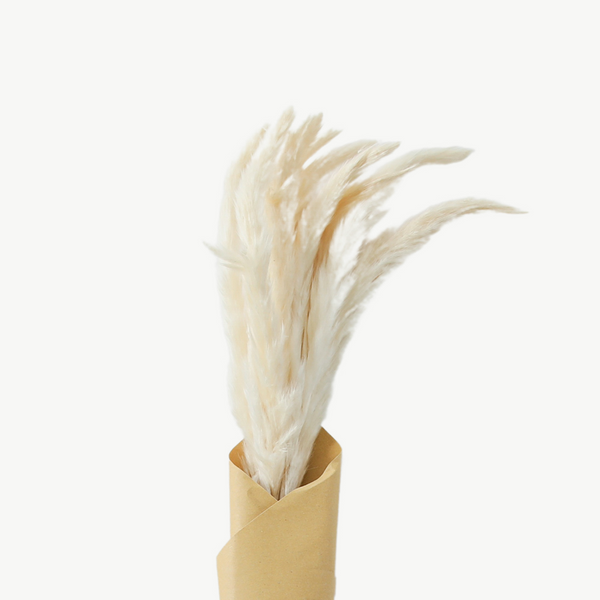 Dried Reed Grass Bundle - White