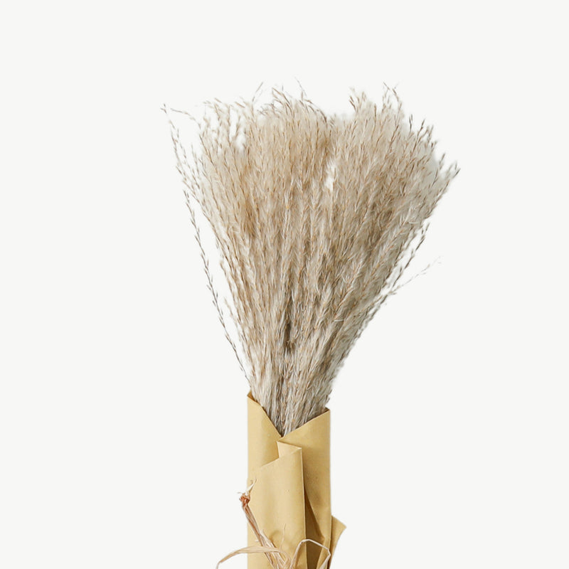 Dried Reed Grass Bundle - Natural