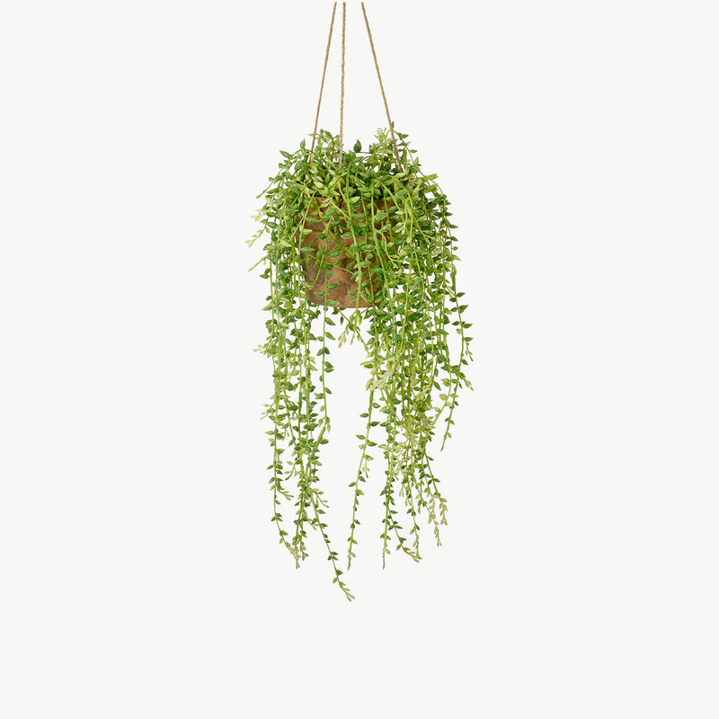 Faux Hanging Senecio with Cement Pot - Green