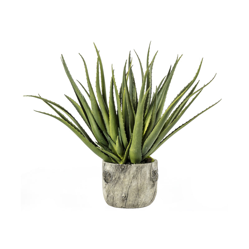 Aloe with Bark Effect Pot - Green