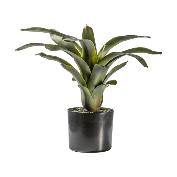 Bromelaid with 21 Leaves - Green