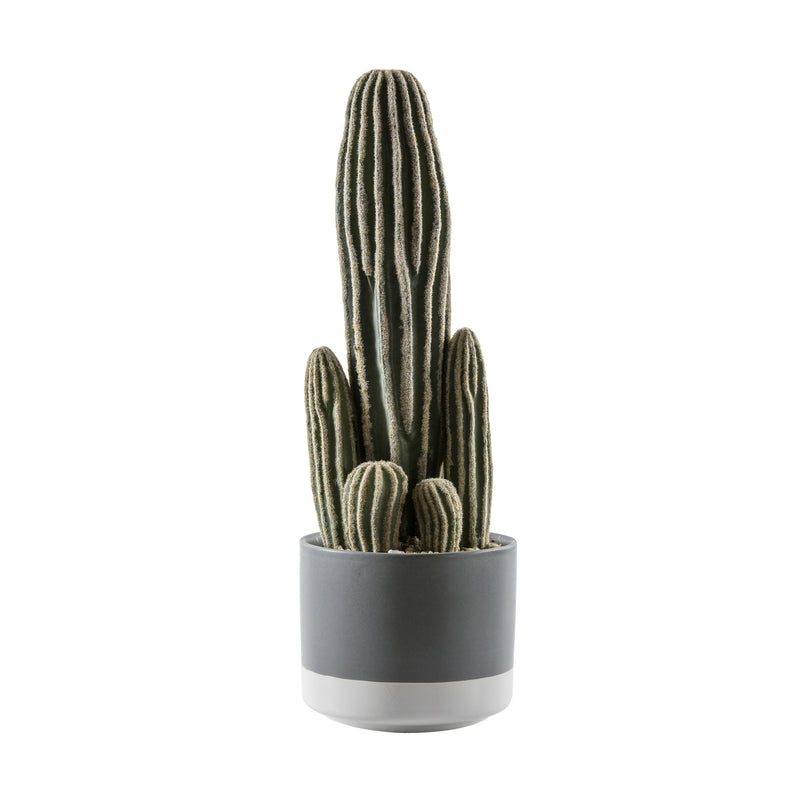 Cactus San Pedro with Cement Pot - Green