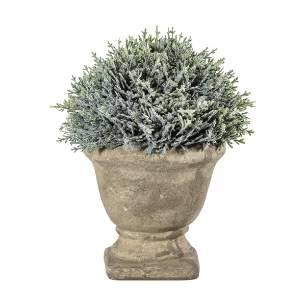 Cypress with Stone Effect Urn - Green