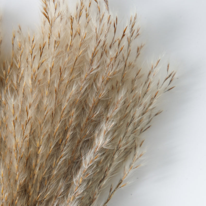 Dried Reed Grass Bundle - Natural