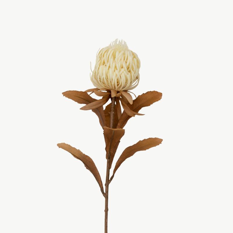 Dry Protea