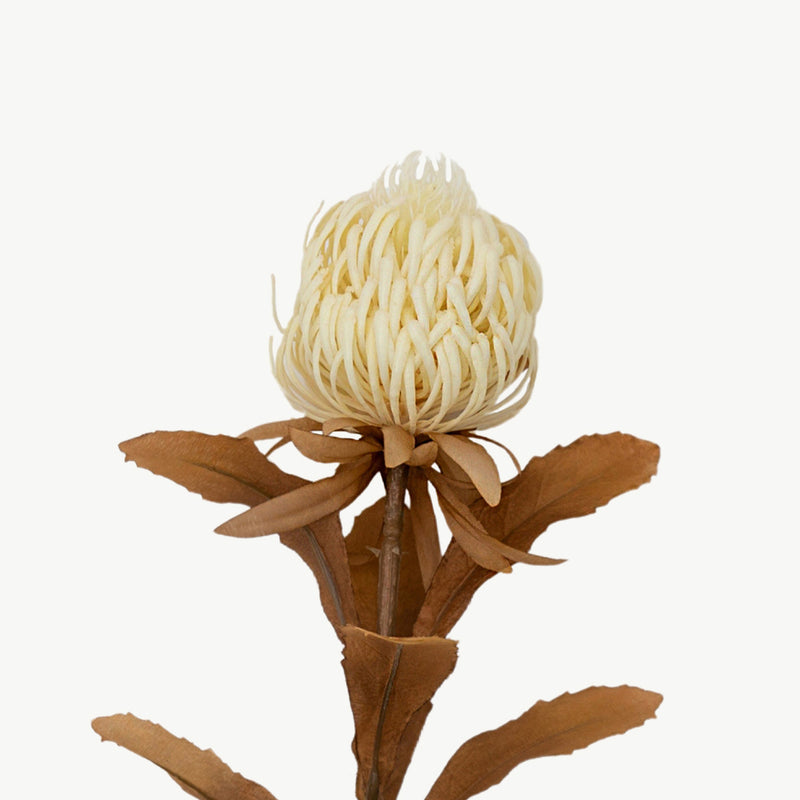 Dry Protea