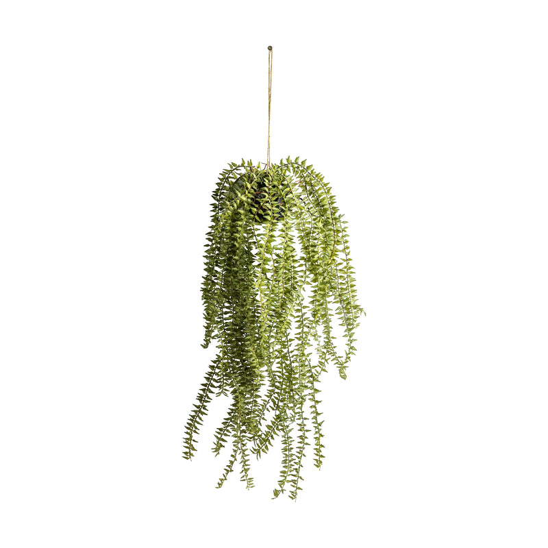 Hanging Cactus Horsetail - Green