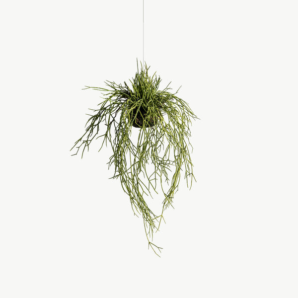 Faux Hanging Rhipsalis with Soil - Green