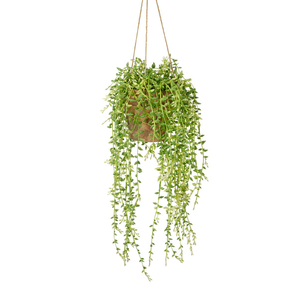 Hanging Senecio with Earthenware - Green