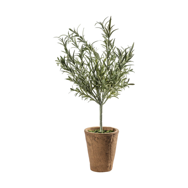 Lavender Olive Tree with Clay Pot - Green