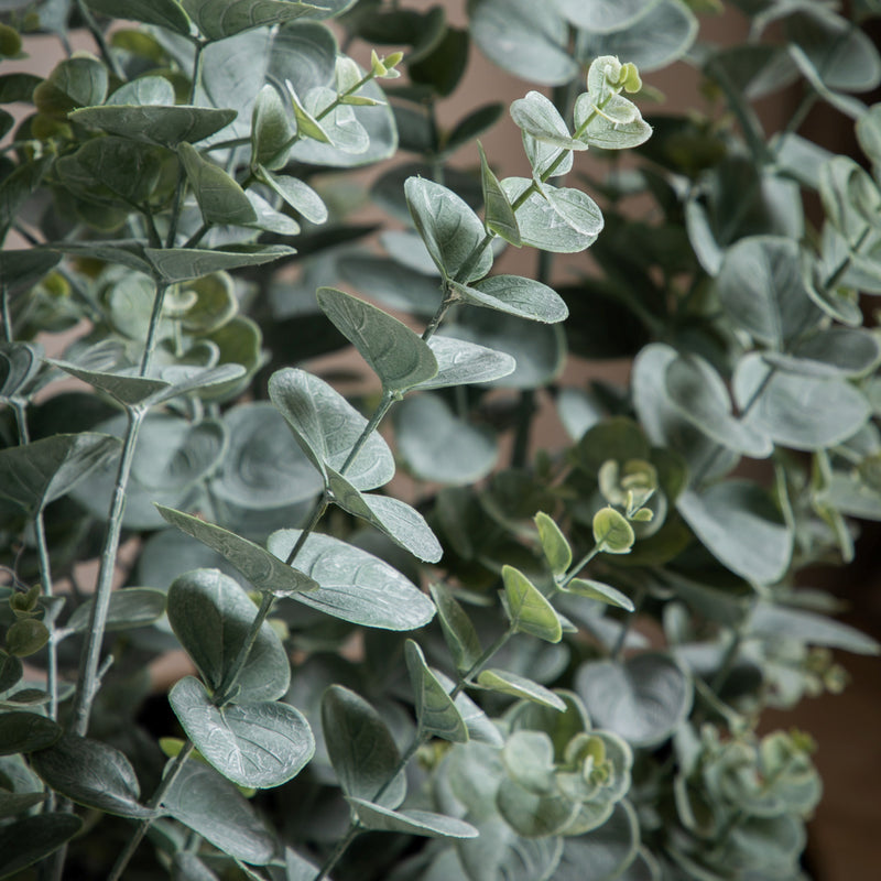 Potted Eucalyptus Bush - Green