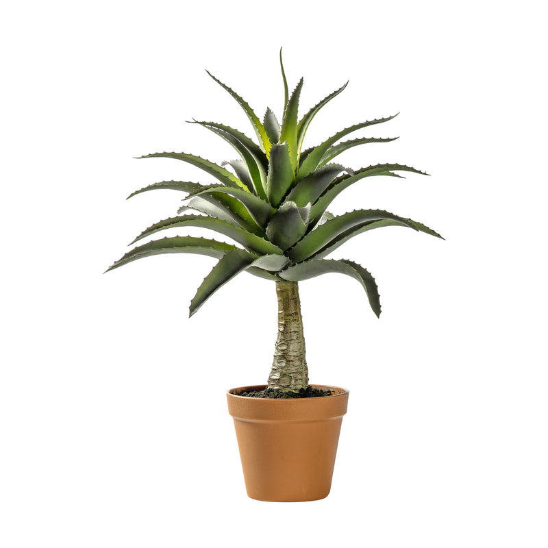 Potted Agave - Green