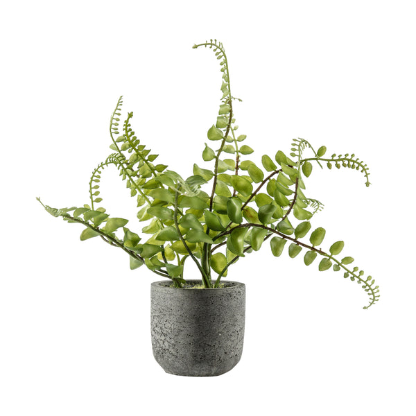 Potted Royal Fern - Green