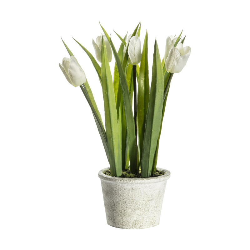 Potted Tulips - White