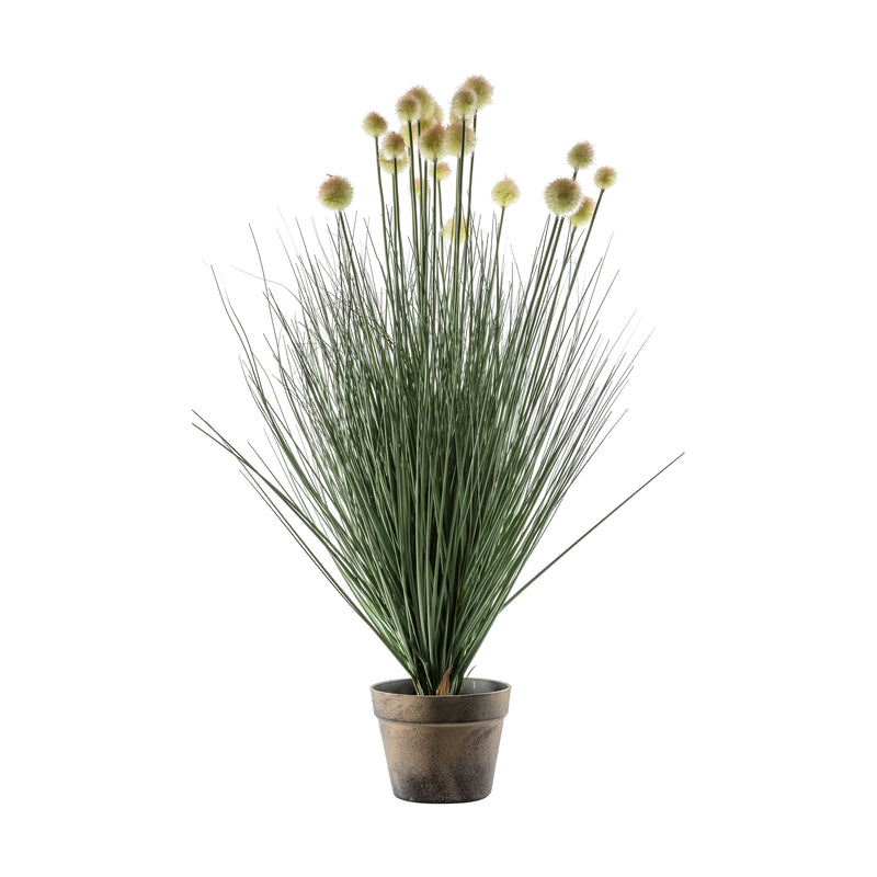 Potted ball Grass with 20 Heads - Yellow