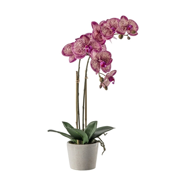 Orchid w/Pot - Green