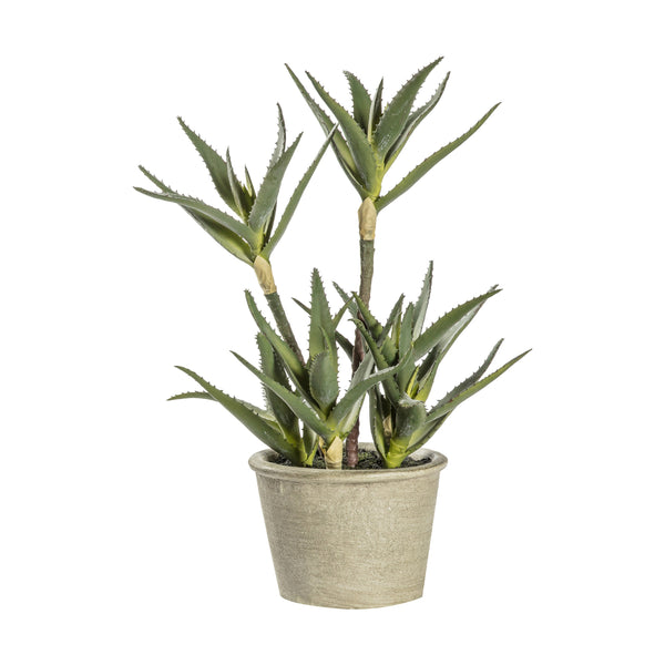 Potted Aloe - Green