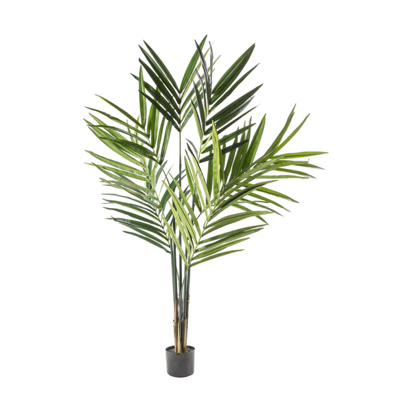 Kentia Palm Tree - Green