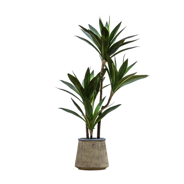 Potted Yucca - Green