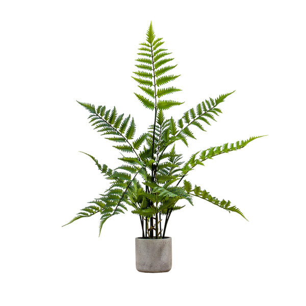 Potted Fern in Cement Pot - Cream / Green
