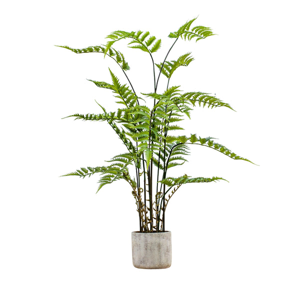 Potted Fern in Cement Pot - Cream / Green