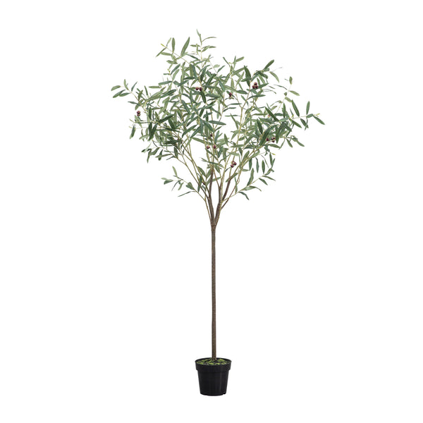 Olive Tree - Green