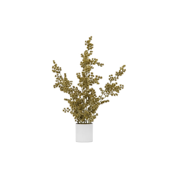 Potted Cedar Pine - Gold