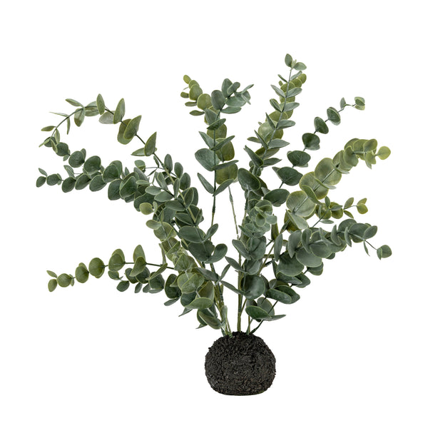 Eucalyptus in Soil - Green / Grey
